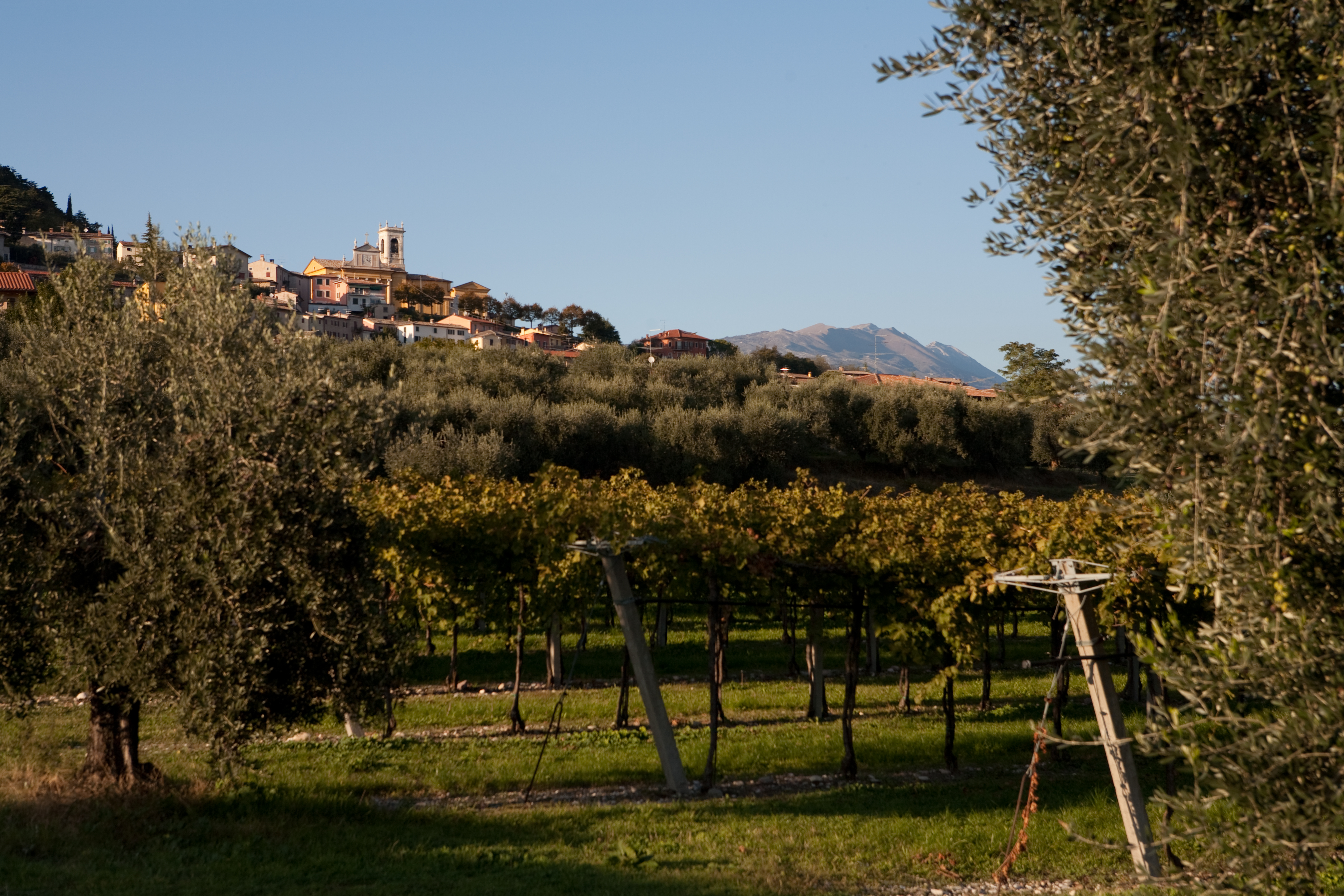 Bardolino – vigneti e olivi a Cavaion Veronese